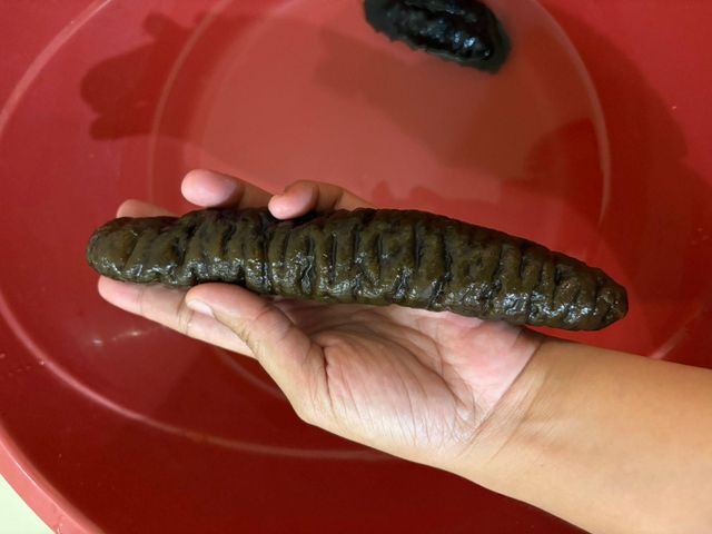 Dried Sea Cucumber Form Whole Drying Method Direct Sunlight Purity Clean From Dust And Sand Origin Indonesian, Indonesian Sea - Image 13