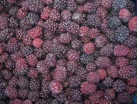 2024 High Quality Fresh Bulk IQF Fruit Frozen Blackberry Price - Image 3