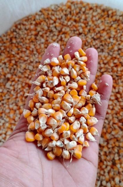 Organic Yellow Corn/Maize for Animal & Poultry Feed White Corn Sweet Corn for Human Consumption - Image 3