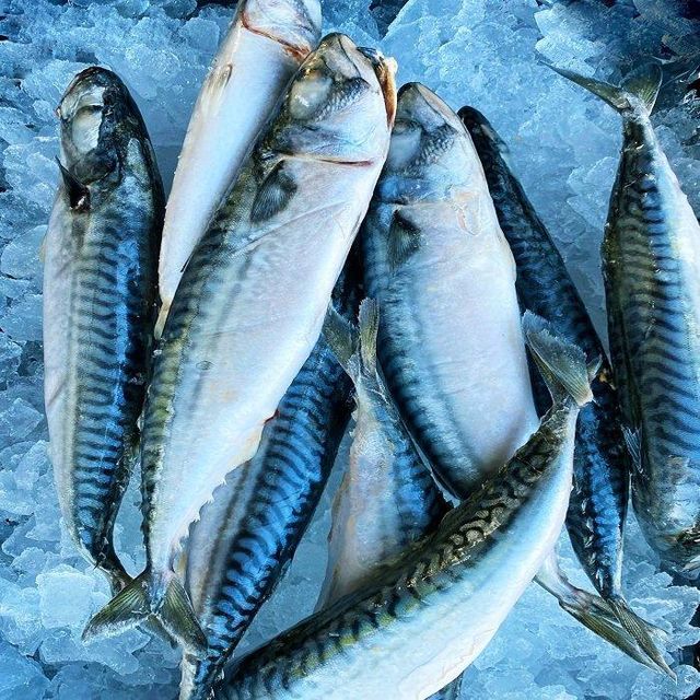 High Quality Organic Frozen Horse Mackerel Whole Round Packaged in Bulk or Bag Premium Fish Product - Image 5