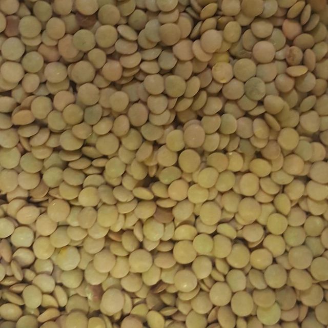 Natural Farm Harvest Green Lentils For Food Processing Industry Green Lentils Provide Rich Protein Source For International Trade - Image 3