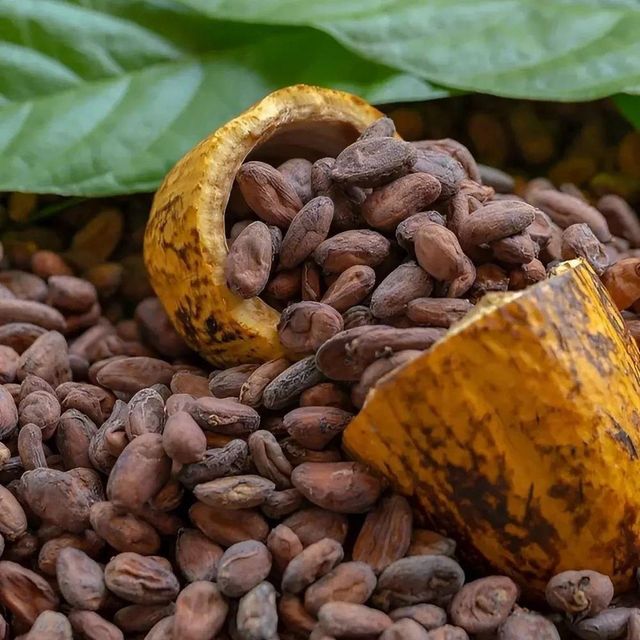 High grade Cocoa bean offered in bulk Cocoa bean directly sourced for international buyers with great taste - Image 5