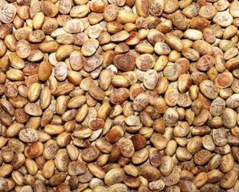 Charoli Chironji Seed – product photo 3, product detail gallery