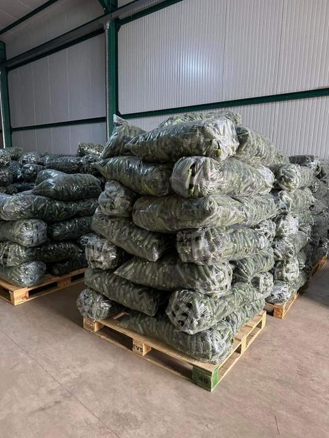 cucumbers Weight (kg) - Image 5