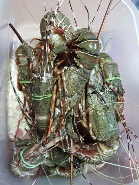 Top Manufacturer Whole Frozen Raw Lobster Tails Premium Grade Vacuum Pack France Export Quality - Image 3
