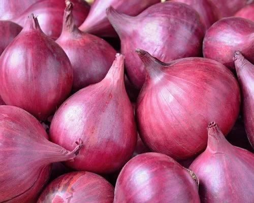High Quality Fresh Red Onion | Organic Fresh Red Onion | Natural Fresh Red Onion Exporter - Image 2