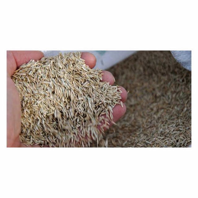 Premium Wholesale Alfalfa Seed for Sale – High Germination Non-GMO Certified Seed for Forage, Hay Production, Livestock Feed, Cover Crop, and Global Export Supply - Image 3