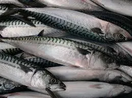 Frozen Pacific Mackerel WR Fish Food Frozen 400 600 - Image 4