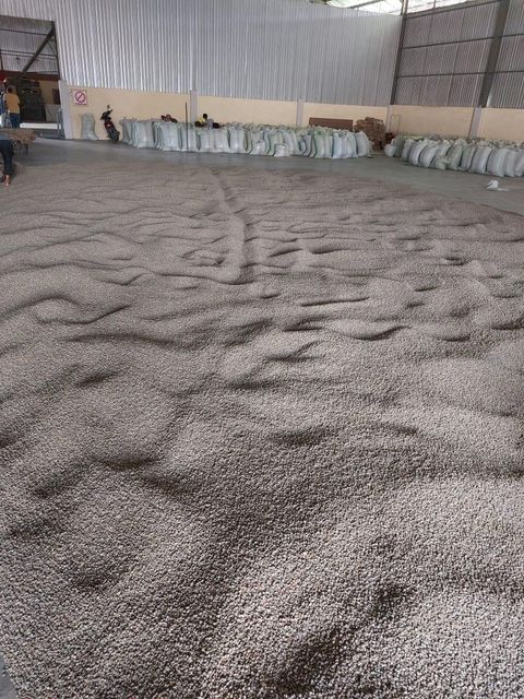 Sumatra Gayo Arabica Green Coffee Beans, Fully Washed - Image 5