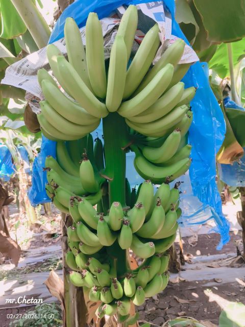 G9 Cavendish Banana - Image 1