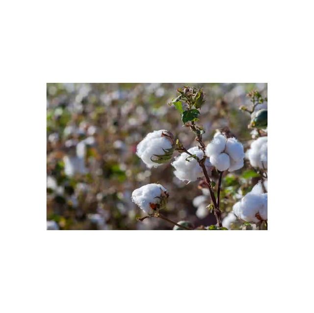 Raw cotton offered at competitive wholesale rates for manufacturers - Image 4