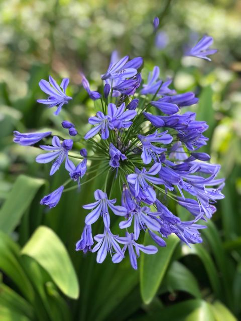 Agapanthus praecox - Image 2
