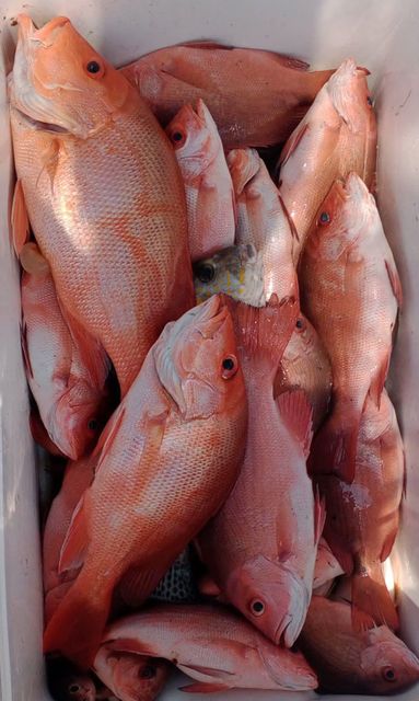 Red snapper – product photo 1, product detail gallery