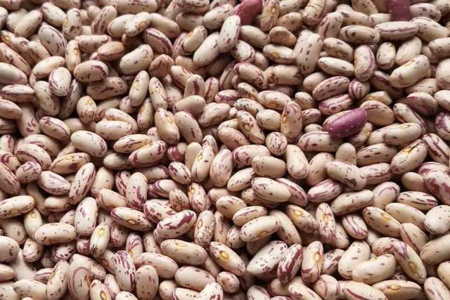 Fresh Kidney Beans Light Speckled High Quality Cheap Price Netherlands 2 Year Shelf Life Custom Brand - Image 4