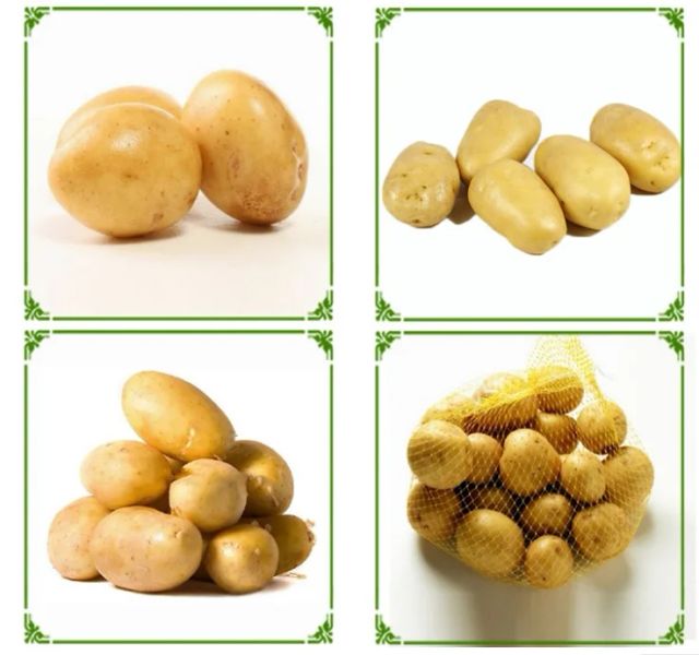 Holland Potato Yellow Potato Price 100-200g Size Fresh Potato Fresh Vegetables 6 Months Light Yellow 0.15 Kg - Image 4