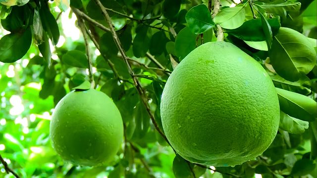 EXPORT-READY GREEN SKIN PINK FLESH POMELO: YOUR GLOBAL CITRUS SOLUTION - Image 3