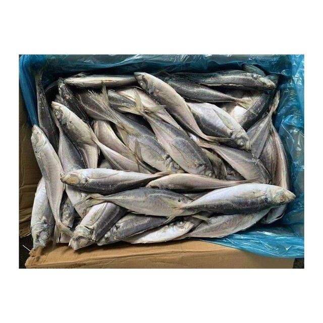 Buy frozen horse mackerel best price for wholesalers and retailers - Image 3