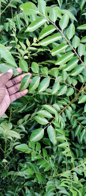 Organic Fresh Curry Leaves directly sourced from Farm land - Image 1