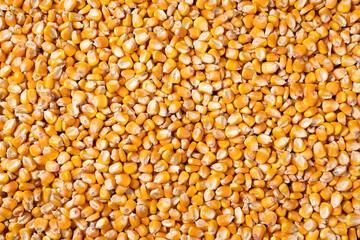 Wholesale supplier of premium Yellow Corn for food and feed – product photo 3, product detail gallery