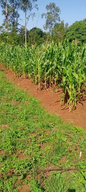Sweet corn - Image 3