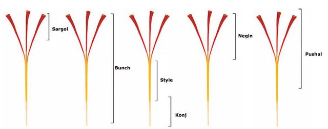 Saffron (Super Negin, Sargol, Poushali, Bunch, Style) Grade Sargol Color Crimson Red Aroma Strength Strongest Flavor Intensity Strongest - Image 5