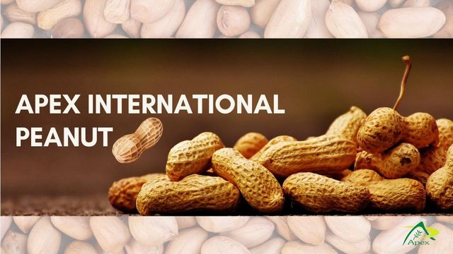In-Shell Peanut, Inshell Peanut, Indian In-Shell Peanut, Peanut, Peanuts, Arachis hypogaea, Indian InShell Peanuts,Peanuts Kernels Peanut With Shell, Peanuts, , Indian Peanut , Peanut Supplier From India. - Image 2