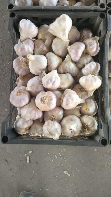 Garlic - Image 6