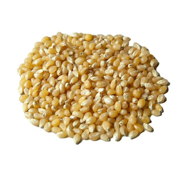 Premium Export Quality Yellow Kernel White/Yellow Maize For Global Importers With Bulk Packed Grain Supply - Image 2
