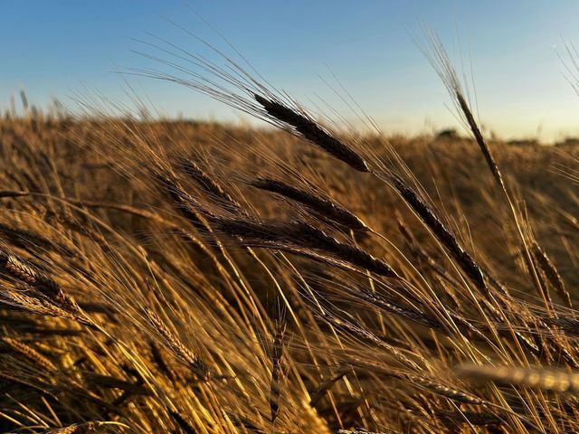 Einkorn - Image 3