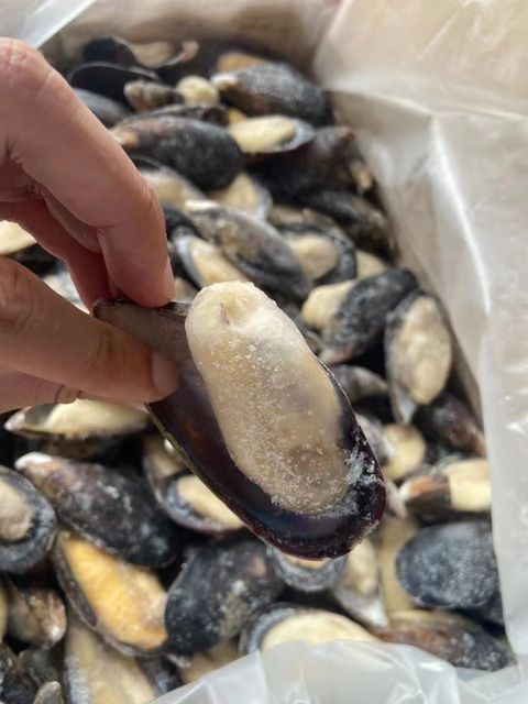 High Quality Import Shellfish Mussels Blue Mussels Meat Frozen Half Shell Mussel - Image 6