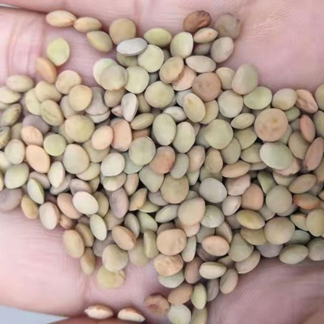 Organic Natural Bulk Dried Red Lentils Low Price High Quality for Delicious Cooking and Balanced Diet Red Lentils - Image 2