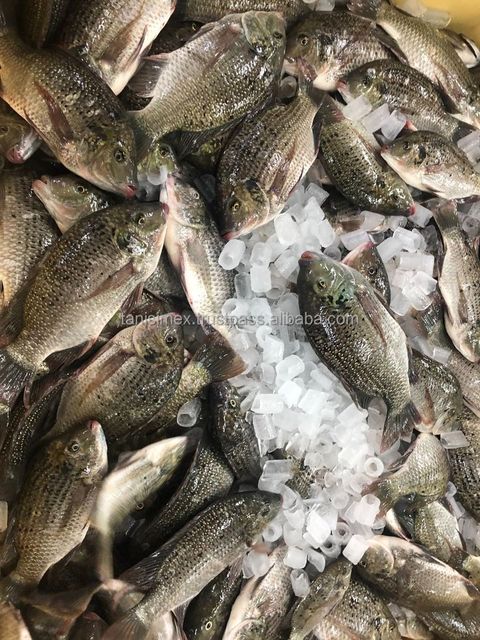 Frozen Black Tilapia Whole Gutted Cleaned WGS/ Tilapia mossambicus Competitive Price - Image 4