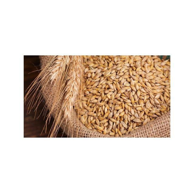 Wholesale wheat grains maintained for continuous trade and high quality resale - Image 1