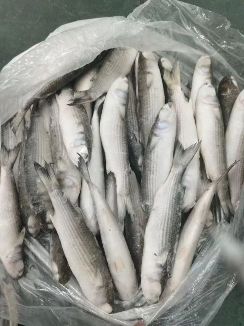 fresh seafood wholesale good quality grey mullet fish gutted Frozen grey mullet - Image 5