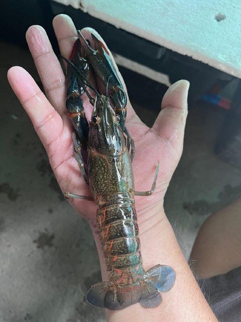 Live Crayfish All Sizes - Image 3