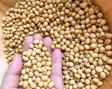 Yellow Soybeans - Image 1
