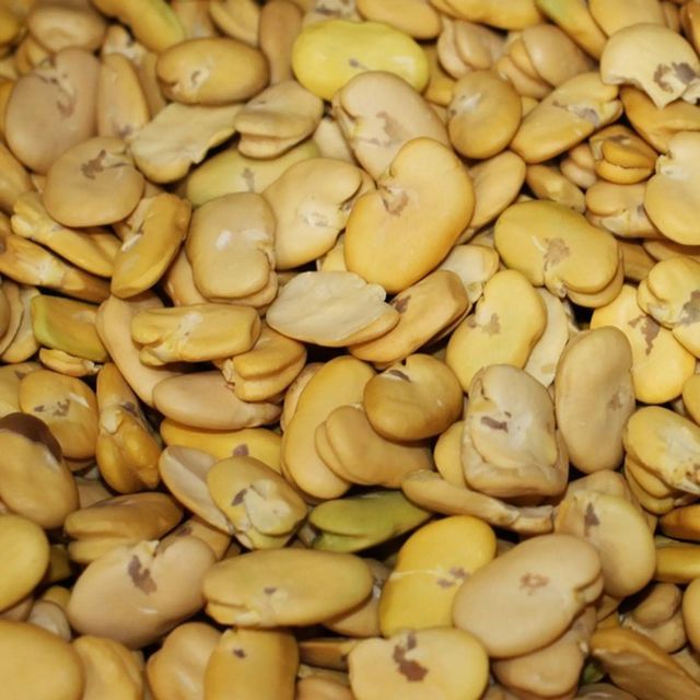 High Quality Broad Beans/ Fava Beans - Image 3