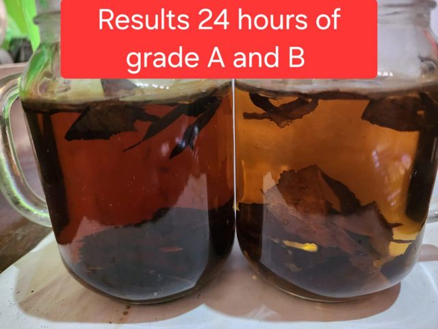 HBM ACTIVATED DRIED CATAPPA LEAVES 100% Natural no chemical or additive FOR AQUARIUM USE NOT FOR HUMAN CONSUMPTION - Image 3