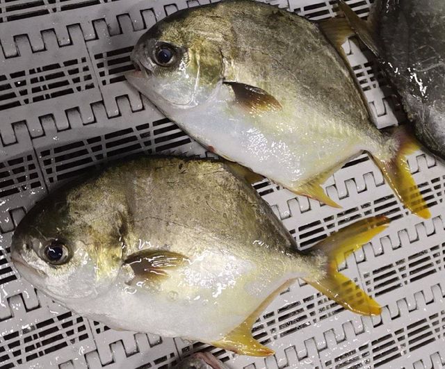 Golden Pompano Frozen Form Iqf Packaging 10 kgs/ctn Place of Origin China Net Weight Percentage 65%nw, 80%nw Glaze Percentage 20%glaze, 35%glaze - Image 1