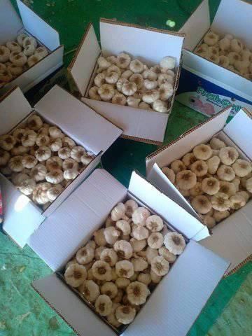 Fresh Garlic Bulbs – Premium Quality Wholesale & Retail Supply - Image 4