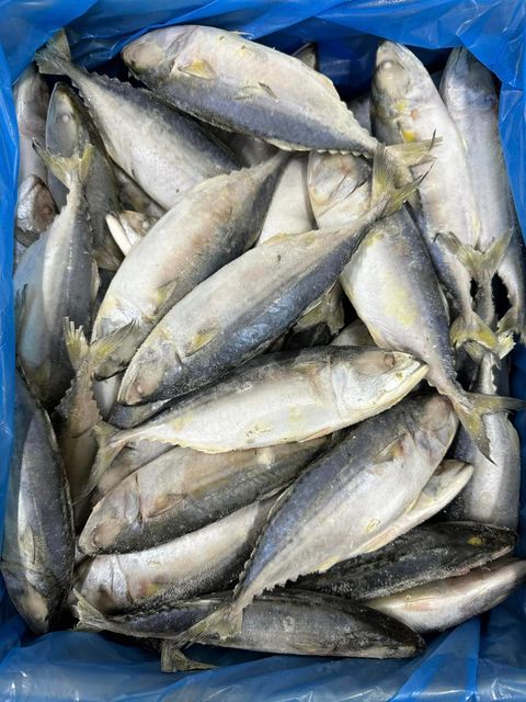 PREMIUM VIETNAMESE INDIAN MACKEREL: FRESH AND SUSTAINABLE Ph Value Na Content Fish Grade Aa, Aaa Ingredients Fish Product Style - Image 3