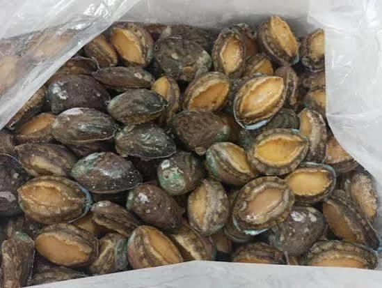 Frozen Abalone Frozen Seafood Wholesale Abalone with Shell Abalone - Image 3