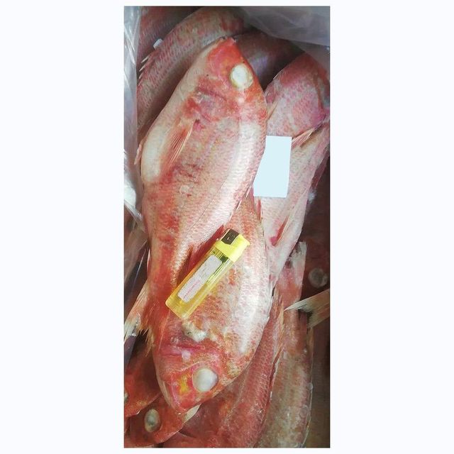 best qualiy bulk supplies high quality sea bream fish frozen red seabream sea-bream fish for sale. - Image 5