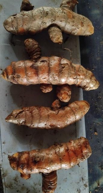 RAW TURMERIC - Image 4