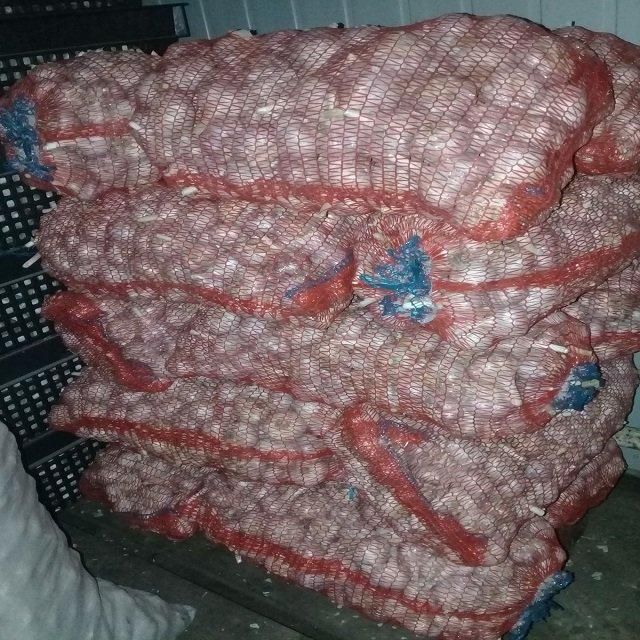Farm Fresh Garlic Naturally Grown Premium Export Quality Healthy Vegetable for Grocery Chains Restaurants - Image 1