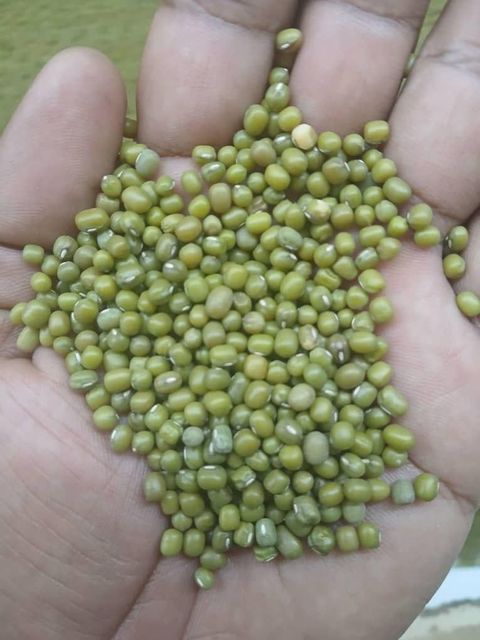 Green Mung Beans - Image 1