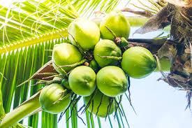 Green Young Coconut - Image 4