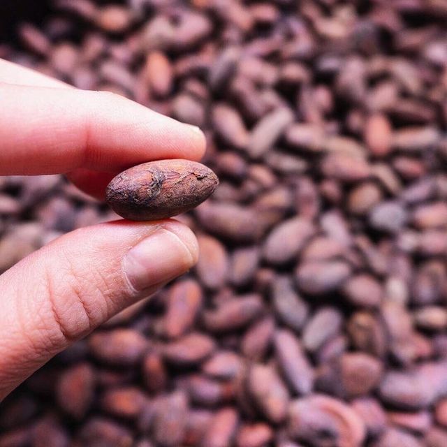 High quality Cocoa bean for wholesale Cocoa bean carefully selected to meet global market demand - Image 5