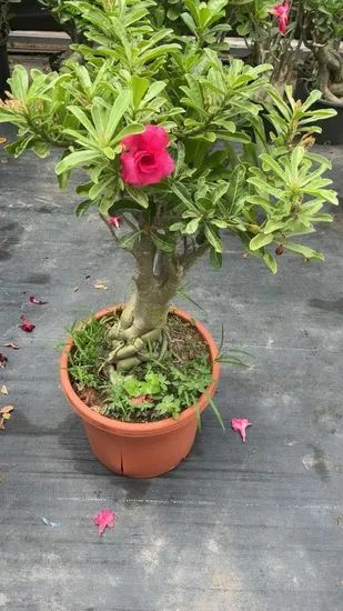 Real Live Indoor Plants Adenium Obesum - Image 4