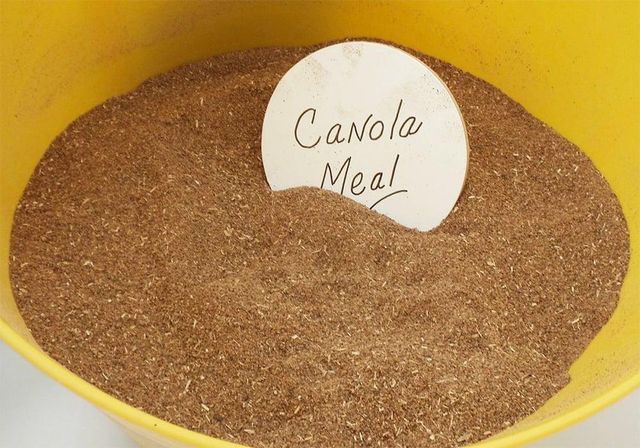 Canola Meal - Image 1